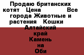 Продаю британских котят › Цена ­ 30 000 - Все города Животные и растения » Кошки   . Алтайский край,Камень-на-Оби г.
